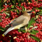 Cedar Waxwing